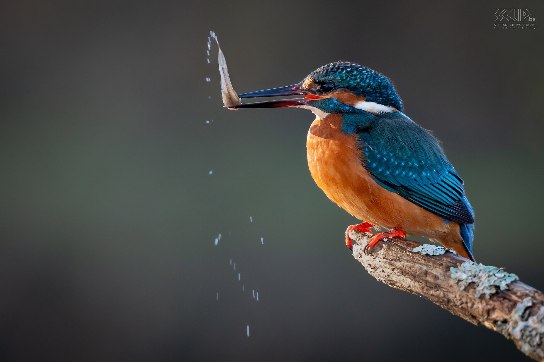 Kingfisher  Stefan Cruysberghs